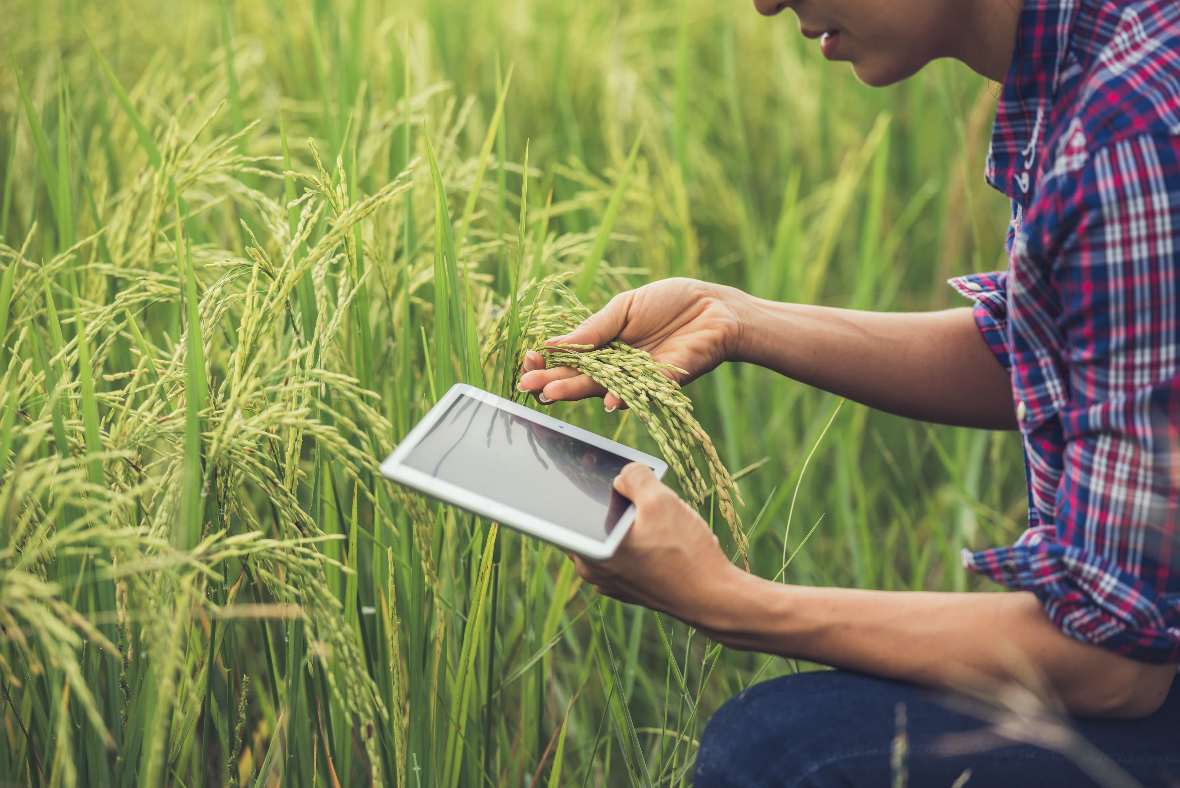 Digital Farming